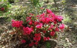 Autumn Ruby Encore Azalea - 1 Gallon Pot -Best Plant Shop Encore Azalea Autumn Ruby 5