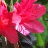 Autumn Ruby Encore Azalea - 1 Gallon Pot -Best Plant Shop Encore Azalea Autumn Ruby 500x750 1