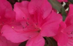Autumn Sangria Encore Azalea - 2 Gallon Pot 9 Autumn Sangria Encore Azalea - 2 Gallon Pot -Best Plant Shop Encore Azalea Autumn Sangria 5