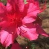 Autumn Sangria Encore Azalea - 2 Gallon Pot -Best Plant Shop Encore Azalea Autumn UNKNOWN 500x750 1
