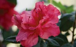 Autumn Rouge Encore Azalea - 1 Gallon Pot 10 Autumn Rouge Encore Azalea - 1 Gallon Pot -Best Plant Shop Encore Azalea Autumn20Rouge