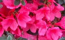 Autumn Ruby Encore Azalea - 1 Gallon Pot -Best Plant Shop Encore Azalea Ruby