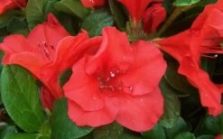 Autumn Sunset Encore Azalea - 1 Gallon Pot -Best Plant Shop Encore Azalea Sunset 1