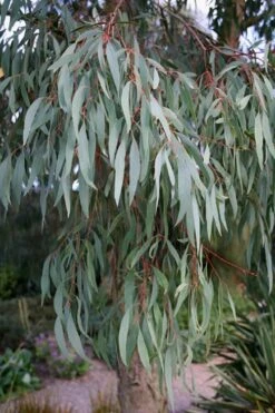 Angus Cold Hardy Eucalyptus Tree (Eucalyptus Nicholii) - Quart Pot -Best Plant Shop Eucalyptus Angus 15 4
