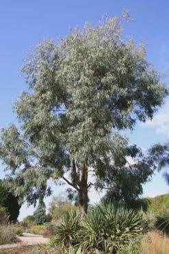 Angus Cold Hardy Eucalyptus Tree (Eucalyptus Nicholii) - 2 Gallon Pot -Best Plant Shop Eucalyptus Angus 16 3