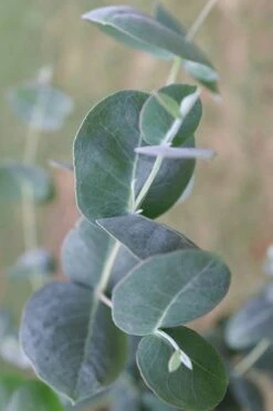 Big O Cold Hardy Eucalyptus Tree (Eucalyptus Neglecta) - 5 Gallon Pot (4-5') 17 Big O Cold Hardy Eucalyptus Tree (Eucalyptus Neglecta) - 5 Gallon Pot (4-5') -Best Plant Shop Eucalyptus Big O 3 500x750 1