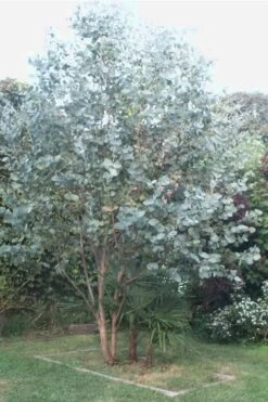 Big O Cold Hardy Eucalyptus Tree (Eucalyptus Neglecta) - Quart Pot -Best Plant Shop Eucalyptus Big O 5 500x750 7
