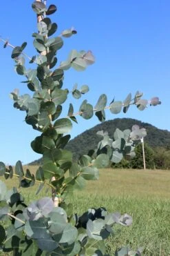 Big O Cold Hardy Eucalyptus Tree (Eucalyptus Neglecta) - 3 Gallon Pot -Best Plant Shop Eucalyptus Big O Cold 2 500x750 8