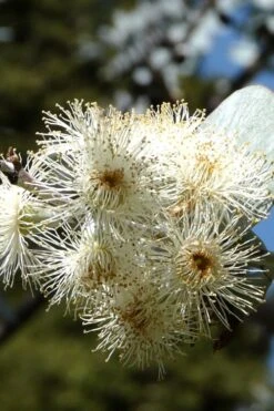 Bluey Cold Hardy Eucalyptus Tree (Eucalyptus Pulverulenta) - Quart Pot -Best Plant Shop Eucalyptus Bluey 6 1