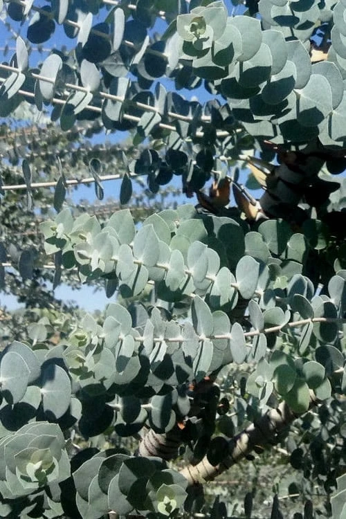 Bluey Cold Hardy Eucalyptus Tree (Eucalyptus Pulverulenta) - 1 Gallon Pot 7 Bluey Cold Hardy Eucalyptus Tree (Eucalyptus Pulverulenta) - 1 Gallon Pot - Image 5