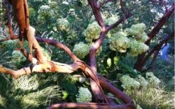 Funky Monkey Cold Hardy Eucalyptus Tree (Eucalyptus Parvula) - 3 Quart Pot -Best Plant Shop Eucalyptus Funky Monkey Branches 3