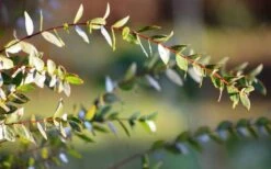 Funky Monkey Cold Hardy Eucalyptus Tree (Eucalyptus Parvula) - 5 Gallon Pot -Best Plant Shop Eucalyptus Funky Monkey Leaves 6