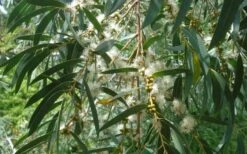 Funky Monkey Cold Hardy Eucalyptus Tree (Eucalyptus Parvula) - 3 Gallon Pot -Best Plant Shop Eucalyptus Funky Monkey Leaves Mature