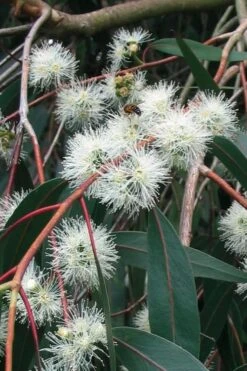 Jersey Girl Cold Hardy Eucalyptus Tree (Eucalyptus Macarthurii) - 3 Gallon Pot 20 Jersey Girl Cold Hardy Eucalyptus Tree (Eucalyptus Macarthurii) - 3 Gallon Pot -Best Plant Shop Eucalyptus Jersey Girl 1