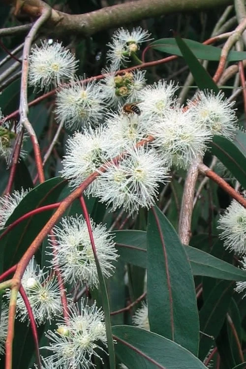 Jersey Girl Cold Hardy Eucalyptus Tree (Eucalyptus Macarthurii) - 3 Gallon Pot 11 Jersey Girl Cold Hardy Eucalyptus Tree (Eucalyptus Macarthurii) - 3 Gallon Pot - Image 9