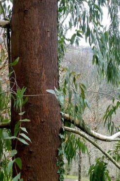 Jersey Girl Cold Hardy Eucalyptus Tree (Eucalyptus Macarthurii) - 3 Gallon Pot 19 Jersey Girl Cold Hardy Eucalyptus Tree (Eucalyptus Macarthurii) - 3 Gallon Pot -Best Plant Shop Eucalyptus Jersey Girl 2