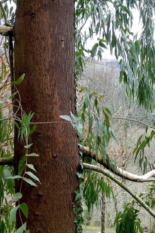 Jersey Girl Cold Hardy Eucalyptus Tree (Eucalyptus Macarthurii) - 1 Gallon Pot 10 Jersey Girl Cold Hardy Eucalyptus Tree (Eucalyptus Macarthurii) - 1 Gallon Pot - Image 8