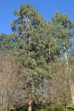 Jersey Girl Cold Hardy Eucalyptus Tree (Eucalyptus Macarthurii) - 3 Quart Pot -Best Plant Shop Eucalyptus Jersey Girl 3 5
