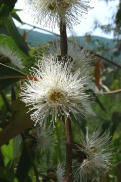 Jersey Girl Cold Hardy Eucalyptus Tree (Eucalyptus Macarthurii) - 6 Pack Of 1 Gallon Pots -Best Plant Shop Eucalyptus Jersey Girl 4 2