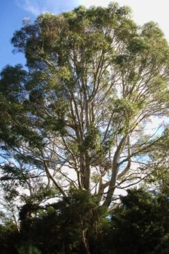 Jersey Girl Cold Hardy Eucalyptus Tree (Eucalyptus Macarthurii) - 3 Gallon Pot 16 Jersey Girl Cold Hardy Eucalyptus Tree (Eucalyptus Macarthurii) - 3 Gallon Pot -Best Plant Shop Eucalyptus Jersey Girl 6