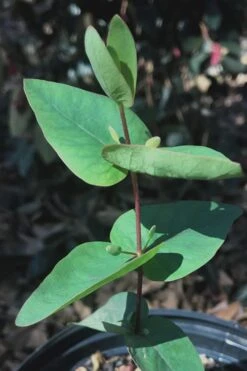 Jersey Girl Cold Hardy Eucalyptus Tree (Eucalyptus Macarthurii) - 3 Gallon Pot 18 Jersey Girl Cold Hardy Eucalyptus Tree (Eucalyptus Macarthurii) - 3 Gallon Pot -Best Plant Shop Eucalyptus Jersey Girl 7