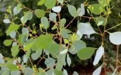 Lucky Country Cold Hardy Eucalyptus Tree (Eucalyptus Camphora) - 5 Gallon Pot -Best Plant Shop Eucalyptus Lucky Country 1