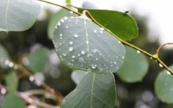 Lucky Country Cold Hardy Eucalyptus Tree (Eucalyptus Camphora) - 3 Gallon Pot -Best Plant Shop Eucalyptus Lucky Country 2 3