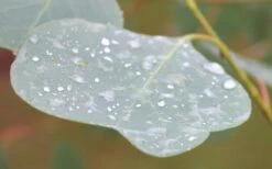 Lucky Country Cold Hardy Eucalyptus Tree (Eucalyptus Camphora) - Quart Pot 14 Lucky Country Cold Hardy Eucalyptus Tree (Eucalyptus Camphora) - Quart Pot -Best Plant Shop Eucalyptus Lucky Country 3 2