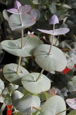Luna Cold Hardy Eucalyptus Tree (Eucalyptus Perriniana) - 3 Quart Pot 13 Luna Cold Hardy Eucalyptus Tree (Eucalyptus Perriniana) - 3 Quart Pot -Best Plant Shop Eucalyptus Luna 13 2