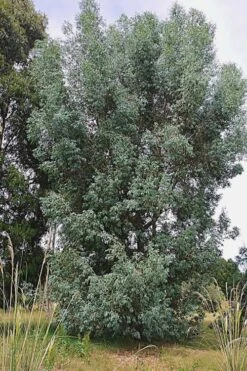 Luna Cold Hardy Eucalyptus Tree (Eucalyptus Perriniana) - 1 Gallon Pot 11 Luna Cold Hardy Eucalyptus Tree (Eucalyptus Perriniana) - 1 Gallon Pot -Best Plant Shop Eucalyptus Luna 5 3