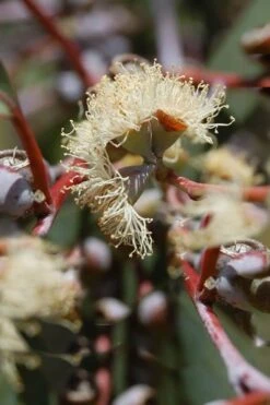 Luna Cold Hardy Eucalyptus Tree (Eucalyptus Perriniana) - 3 Quart Pot 12 Luna Cold Hardy Eucalyptus Tree (Eucalyptus Perriniana) - 3 Quart Pot -Best Plant Shop Eucalyptus Luna 6 2