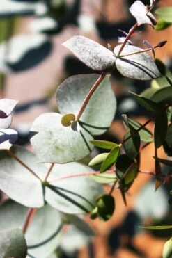 Maggie Cold Hardy Eucalyptus Tree (Eucalyptus Nova Anglica) - 2 Gallon Pot -Best Plant Shop Eucalyptus Maggie 10 4