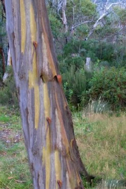 Sheila Cold Hardy Eucalyptus Tree (Eucalyptus Stellulata) - 1 Gallon Pot -Best Plant Shop Eucalyptus Sheila 10