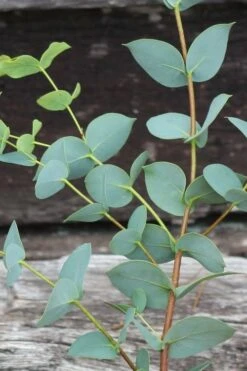 Sheila Cold Hardy Eucalyptus Tree (Eucalyptus Stellulata) - Quart Pot 24 Sheila Cold Hardy Eucalyptus Tree (Eucalyptus Stellulata) - Quart Pot -Best Plant Shop Eucalyptus Sheila 2 1