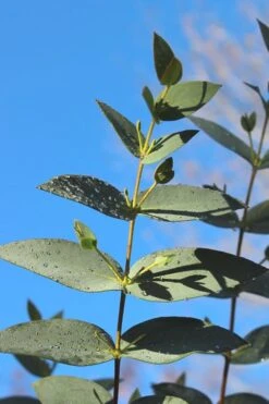 Sheila Cold Hardy Eucalyptus Tree (Eucalyptus Stellulata) - Quart Pot 20 Sheila Cold Hardy Eucalyptus Tree (Eucalyptus Stellulata) - Quart Pot -Best Plant Shop Eucalyptus Sheila 5 1