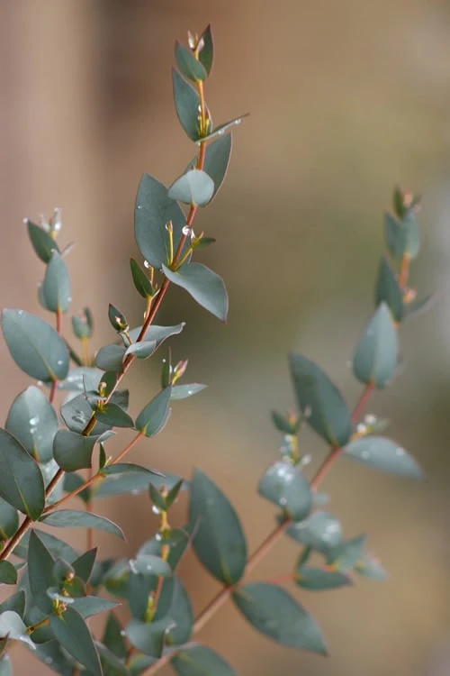 Sheila Cold Hardy Eucalyptus Tree (Eucalyptus Stellulata) - Quart Pot 14 Sheila Cold Hardy Eucalyptus Tree (Eucalyptus Stellulata) - Quart Pot - Image 12