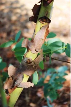 Sheila Cold Hardy Eucalyptus Tree (Eucalyptus Stellulata) - 3 Gallon Pot -Best Plant Shop Eucalyptus Sheila 9 3