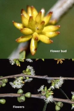 Skinny Minny Hardy Eucalyptus Tree (Eucalyptus Moorei) - 6 Pack Of 1 Gallon Pots -Best Plant Shop Eucalyptus Skinny Minny 1 4