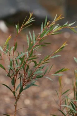 Skinny Minny Hardy Eucalyptus Tree (Eucalyptus Moorei) - Quart Pot 9 Skinny Minny Hardy Eucalyptus Tree (Eucalyptus Moorei) - Quart Pot -Best Plant Shop Eucalyptus Skinny Minny 2 2