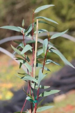 Snow Day Cold Hardy Eucalyptus Tree (Eucalyptus Gregsoniana) - 3 Gallon Pot 12 Snow Day Cold Hardy Eucalyptus Tree (Eucalyptus Gregsoniana) - 3 Gallon Pot -Best Plant Shop Eucalyptus Snow Day 1