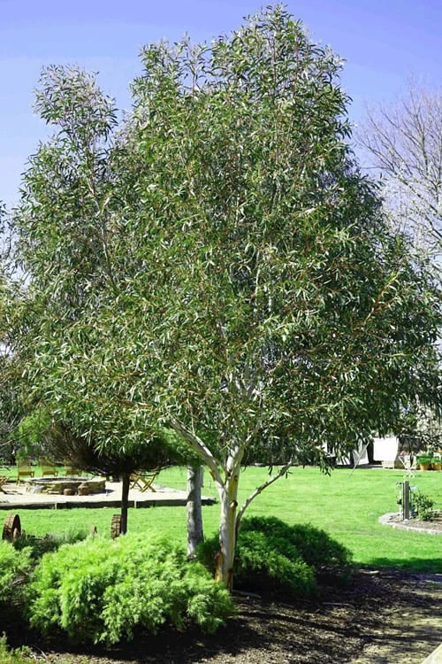 Snow Day Cold Hardy Eucalyptus Tree (Eucalyptus Gregsoniana) - Quart Pot 6 Snow Day Cold Hardy Eucalyptus Tree (Eucalyptus Gregsoniana) - Quart Pot - Image 4