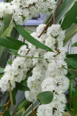 Snow Day Cold Hardy Eucalyptus Tree (Eucalyptus Gregsoniana) - 3 Quart Pot -Best Plant Shop Eucalyptus Snow Day 5 2