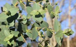 Cab Sav Cold Hardy Eucalyptus Tree (Eucalyptus Rubida) - Quart Pot -Best Plant Shop Eucalyptus Tree Cab Sav Rubida 2
