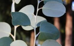 Mappa Tassie Cold Hardy Eucalyptus Tree (Eucalyptus Pauciflora) - 3 Quart Pot -Best Plant Shop Eucalyptus Tree Mappa Tassie Pauciflora Snow Gum