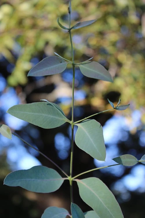 Grace Cold Hardy Eucalyptus Tree (Eucalyptus Elliptica) - Quart Pot 7 Grace Cold Hardy Eucalyptus Tree (Eucalyptus Elliptica) - Quart Pot - Image 5