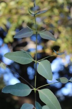 Grace Cold Hardy Eucalyptus Tree (Eucalyptus Elliptica) - 2 Gallon Pot -Best Plant Shop Eucalytptus Grace BS 4