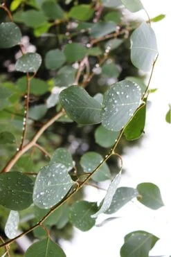 Lucky Country Cold Hardy Eucalyptus Tree (Eucalyptus Camphora) - 1 Gallon Pot -Best Plant Shop Eucalytptus Lucky Country BS 1