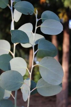 Mappa Tassie Cold Hardy Eucalyptus Tree (Eucalyptus Pauciflora) - 3 Gallon Pot -Best Plant Shop Eucalytptus Mappa Tassie BS 4