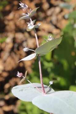 Maggie Cold Hardy Eucalyptus Tree (Eucalyptus Nova Anglica) - 2 Gallon Pot -Best Plant Shop Eusalyptus Maggie 1 500x750 5