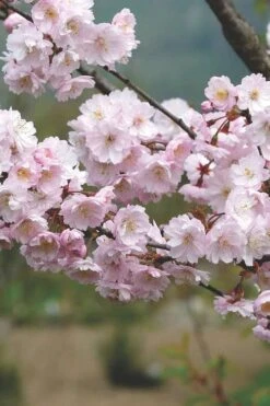 Autumnalis Fall Blooming Cherry Tree - 5 Gallon Pot -Best Plant Shop Floweriong Cherry Autumnalis 2